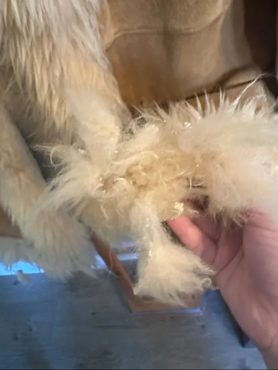 Women's Shearling Trim Penny Lane Hooded Coat - Tan - Picture 5 of 7